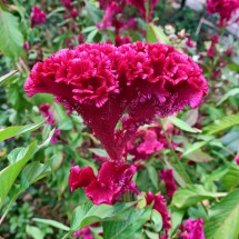 Exotic flower in the garden of Kabile Monastery
